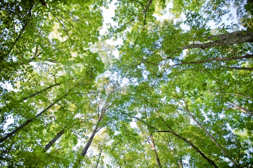Tree thoughts from Retreat Trail | Retreat on West Point Lake
