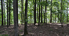 Lot 97